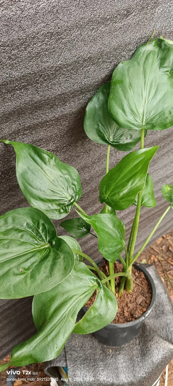 Alocasia_Cucullata_Hooded_Dwarf_Elephant_Ear_Live_Plant