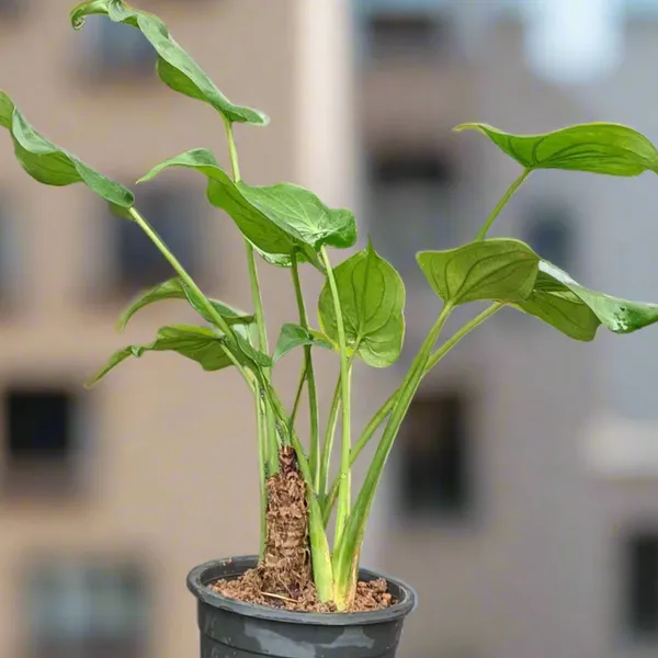 Alocasia_Cucullata_Hooded_Dwarf_Elephant_Ear_Live_Plant