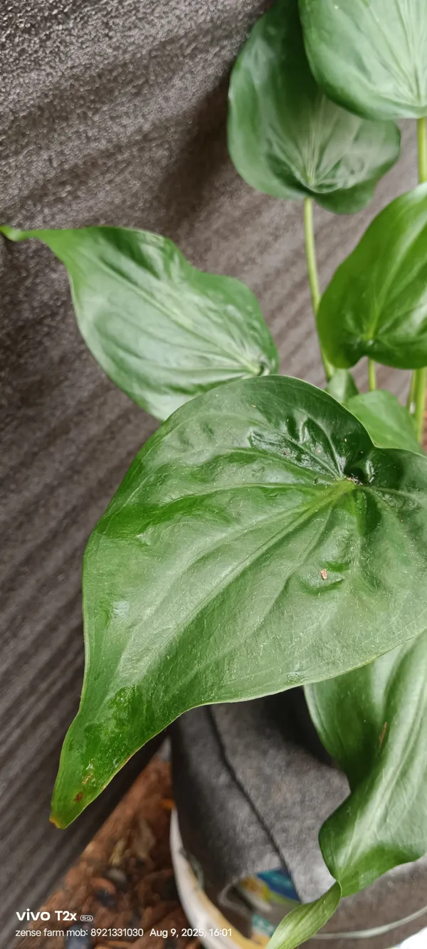 Alocasia_Cucullata_Hooded_Dwarf_Elephant_Ear_Live_Plant