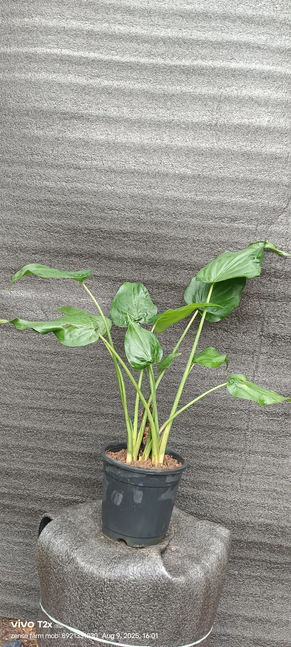 Alocasia_Cucullata_Hooded_Dwarf_Elephant_Ear_Live_Plant