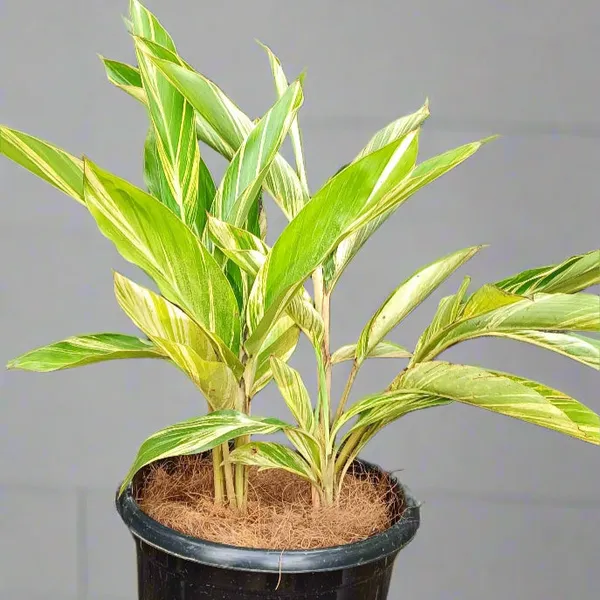 Variegated_Shell_Ginger_Alpinia_Zerumbet_Golden-Green_Live_Plant
