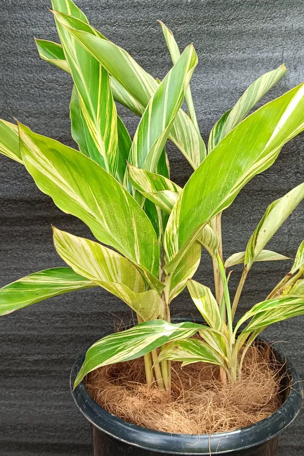 Variegated_Shell_Ginger_Alpinia_Zerumbet_Golden-Green_Live_Plant