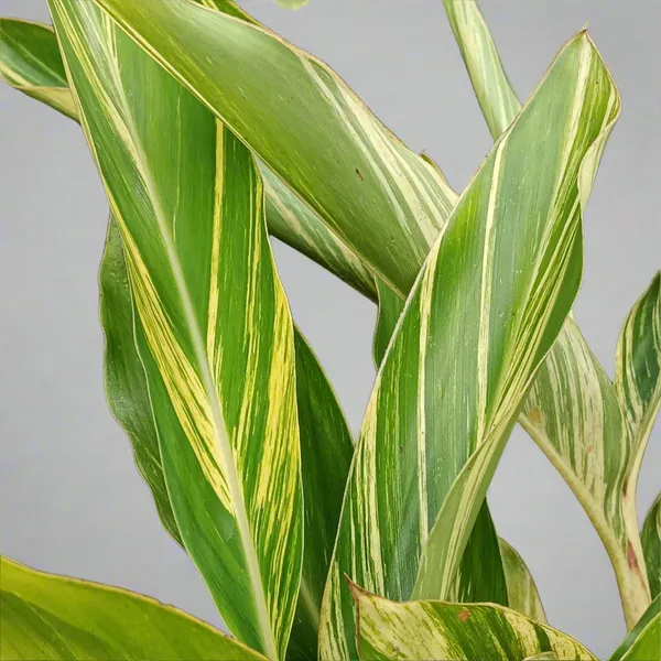 Variegated_Shell_Ginger_Alpinia_Zerumbet_Golden-Green_Live_Plant