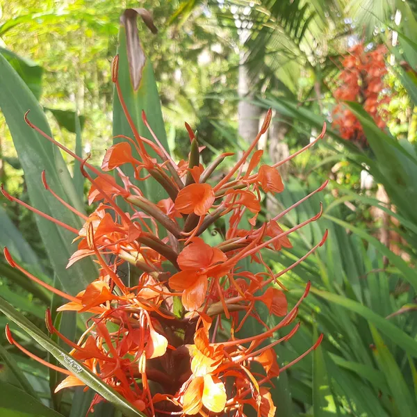 Hedychium_Coccineum_Tara_Red_Ginger_Lily_Live_Plant