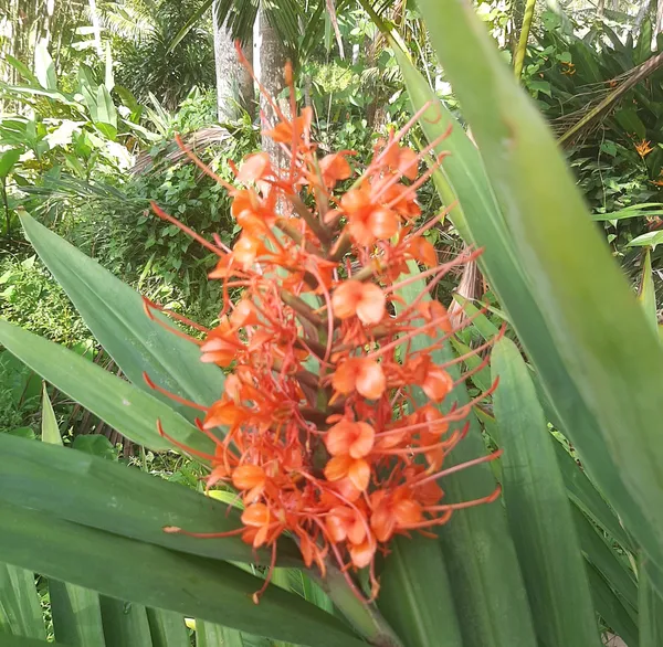 Hedychium_Coccineum_Tara_Red_Ginger_Lily_Live_Plant
