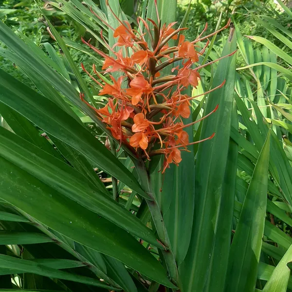 Hedychium_Coccineum_Tara_Red_Ginger_Lily_Live_Plant