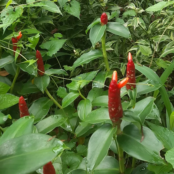Red_Button_Ginger_Costus_Woodsonii_Tropical_Live_Plant