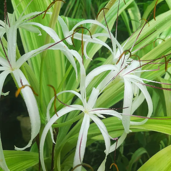 Variegated_Crinum_Lily_Crinum_Asiaticum_Variegatum_Live_Plant