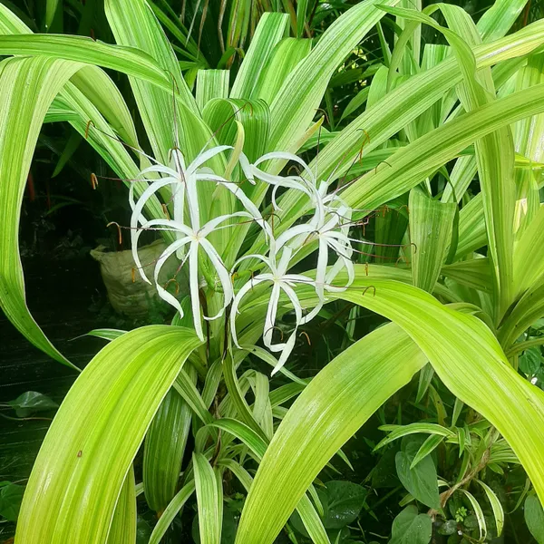 Variegated_Crinum_Lily_Crinum_Asiaticum_Variegatum_Live_Plant