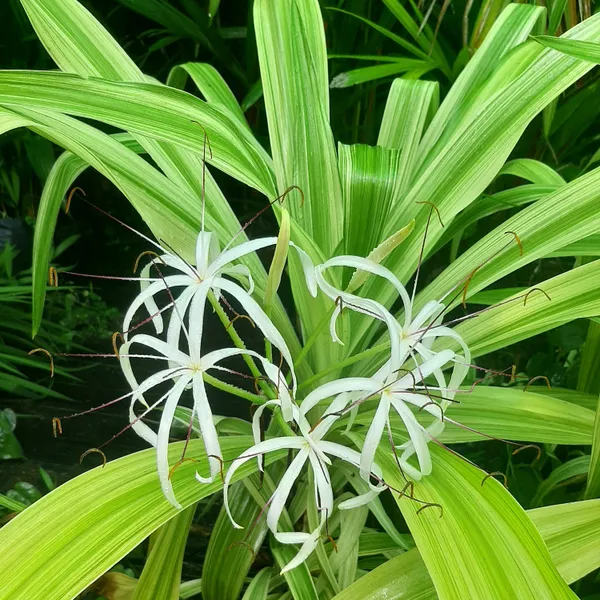 Variegated_Crinum_Lily_Crinum_Asiaticum_Variegatum_Live_Plant