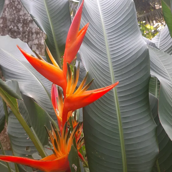 Guyana_Heliconia_Tropical_Live_Plant