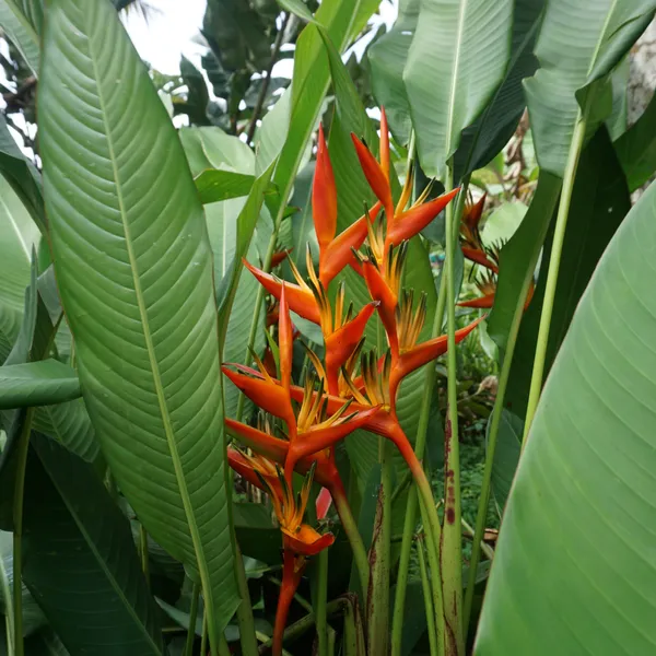 Guyana_Heliconia_Tropical_Live_Plant