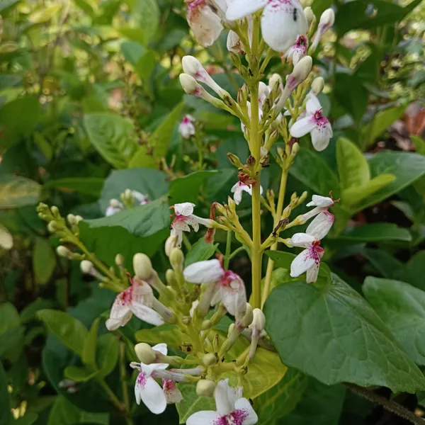 Golden_Vein_Pseuderanthemum_Carruthersii_Reticulatum_Live_Plant