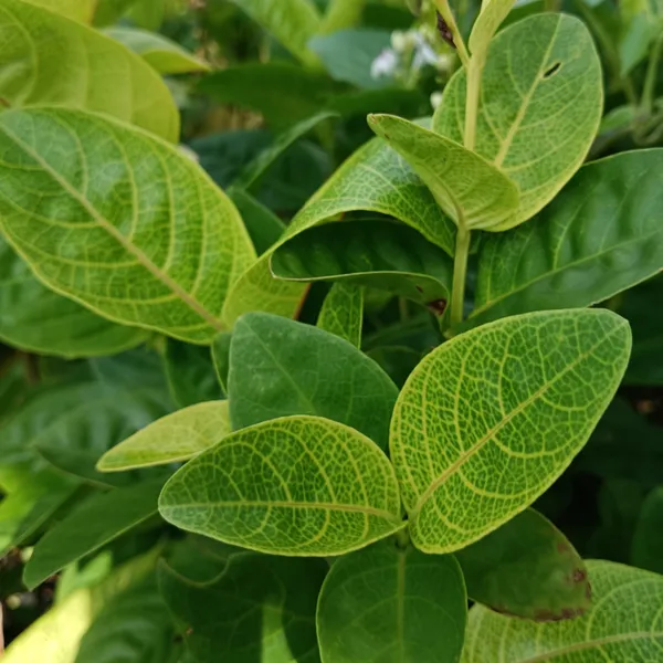 Golden_Vein_Pseuderanthemum_Carruthersii_Reticulatum_Live_Plant