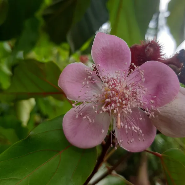 Annatto_Tree_Bixa_Orellana_Sindoor_Tree_Live_Plant