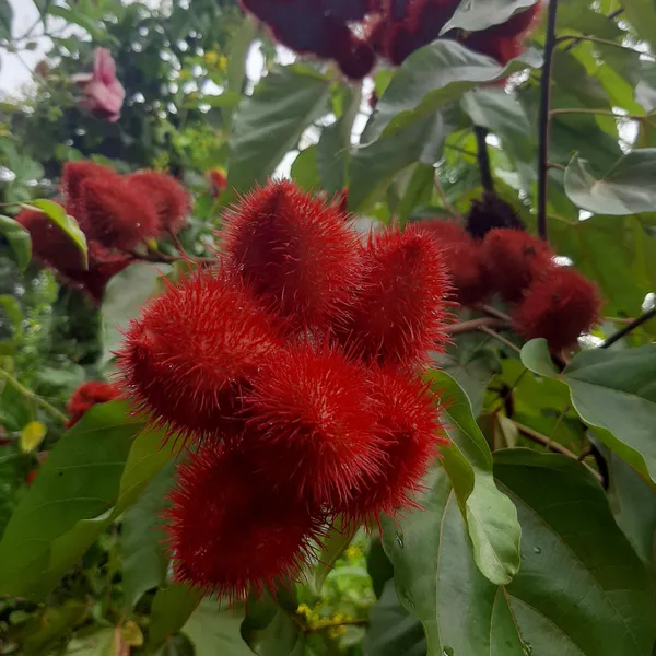 Annatto_Tree_Bixa_Orellana_Sindoor_Tree_Live_Plant