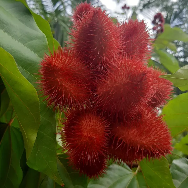 Annatto_Tree_Bixa_Orellana_Sindoor_Tree_Live_Plant