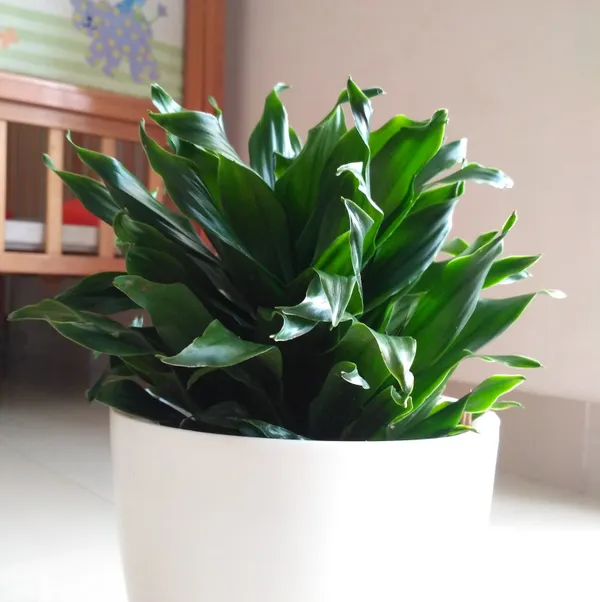 Dracaena_Compacta_Dark_Green_Indoor_Live_Plant