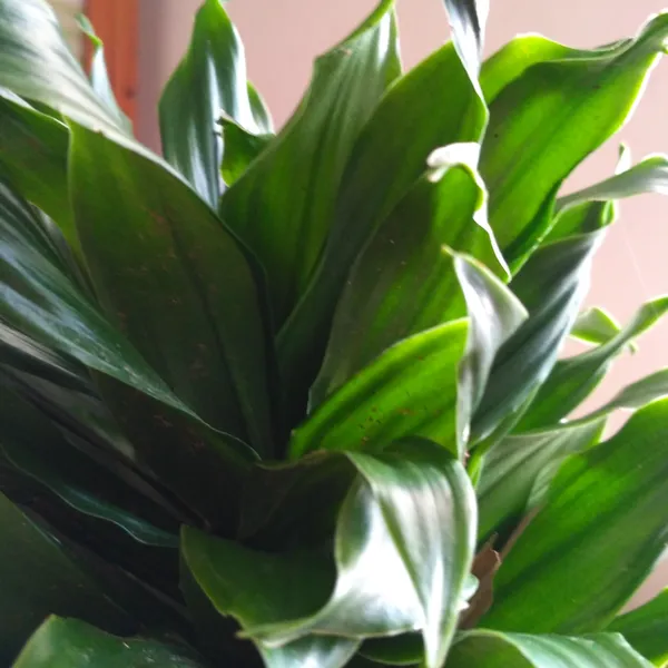 Dracaena_Compacta_Dark_Green_Indoor_Live_Plant