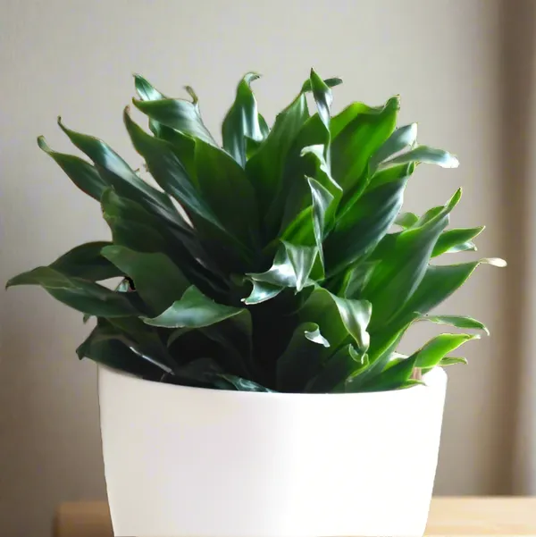 Dracaena_Compacta_Dark_Green_Indoor_Live_Plant