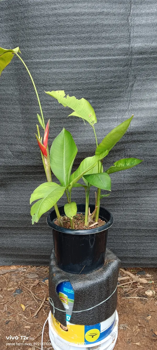 Heliconia_Bihai_Lobster_Claw_Two_Red_Green_Live_Plant