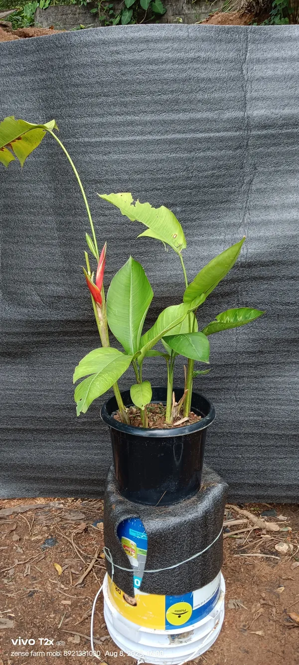 Heliconia_Bihai_Lobster_Claw_Two_Red_Green_Live_Plant