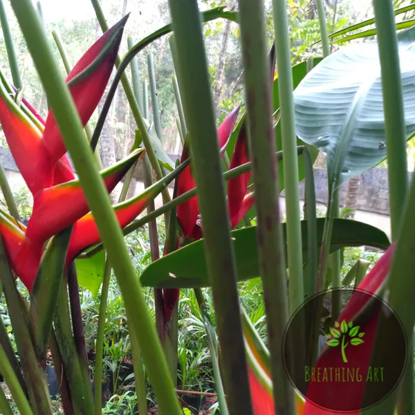 Heliconia_Bihai_Lobster_Claw_Two_Red_Green_Live_Plant