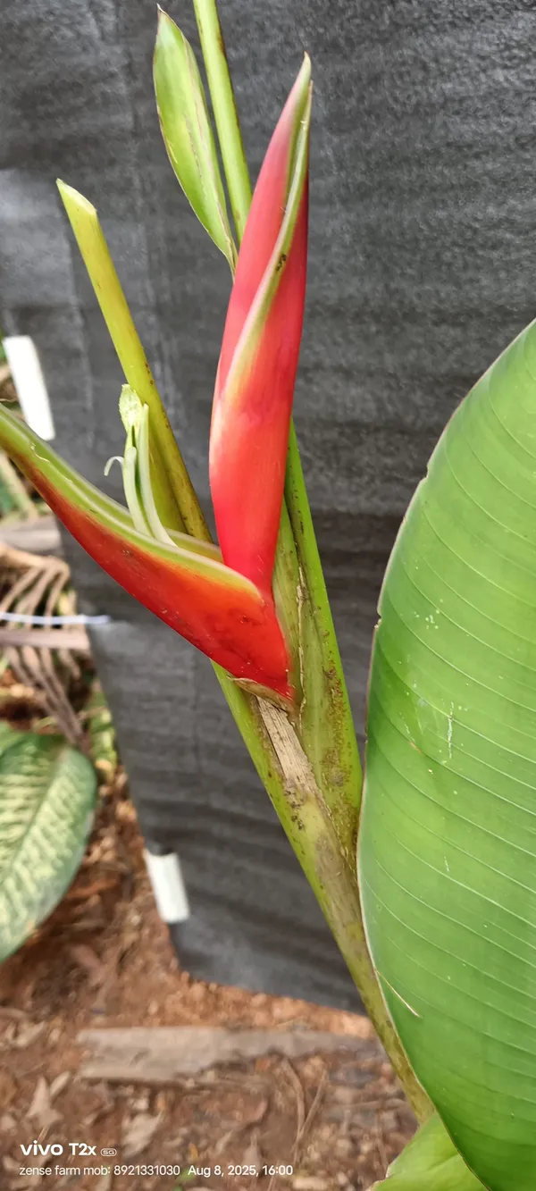 Heliconia_Bihai_Lobster_Claw_Two_Red_Green_Live_Plant