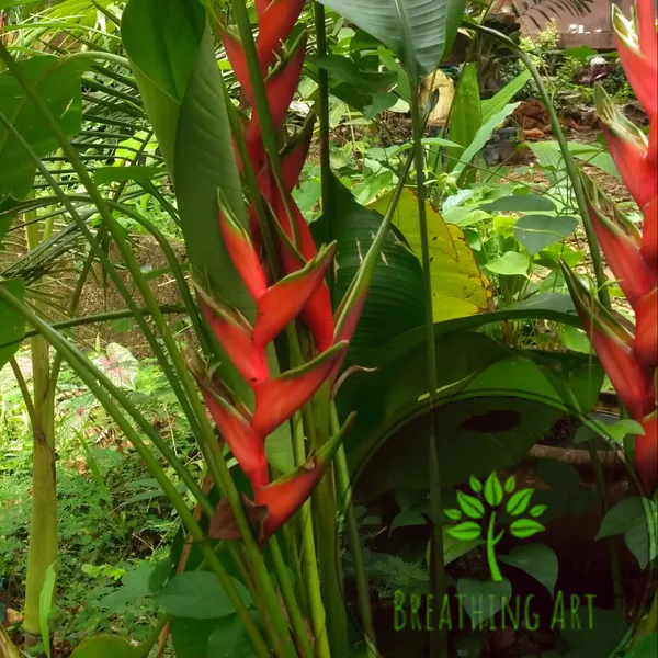 Heliconia_Bihai_Lobster_Claw_Two_Red_Green_Live_Plant