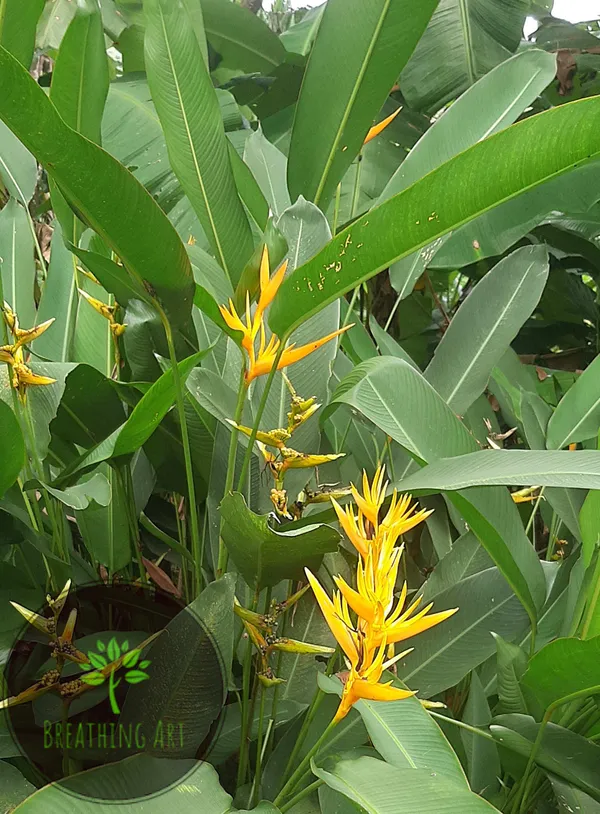 Heliconia_Golden_Torch_Yellow_Upright_Tropical_Live_Plant