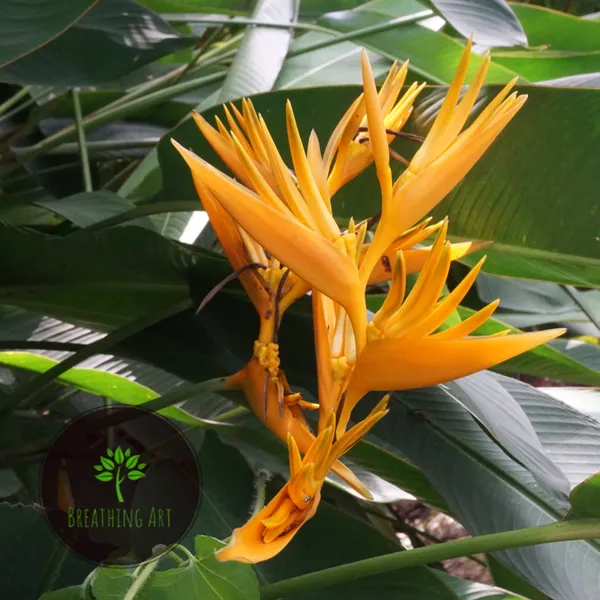 Heliconia_Golden_Torch_Yellow_Upright_Tropical_Live_Plant