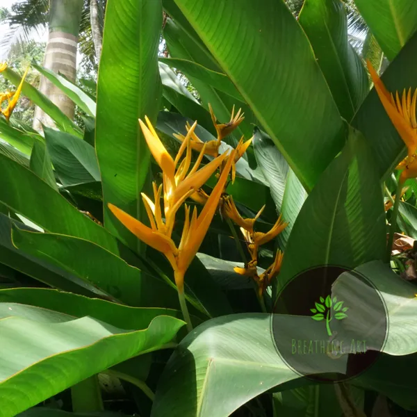Heliconia_Golden_Torch_Yellow_Upright_Tropical_Live_Plant