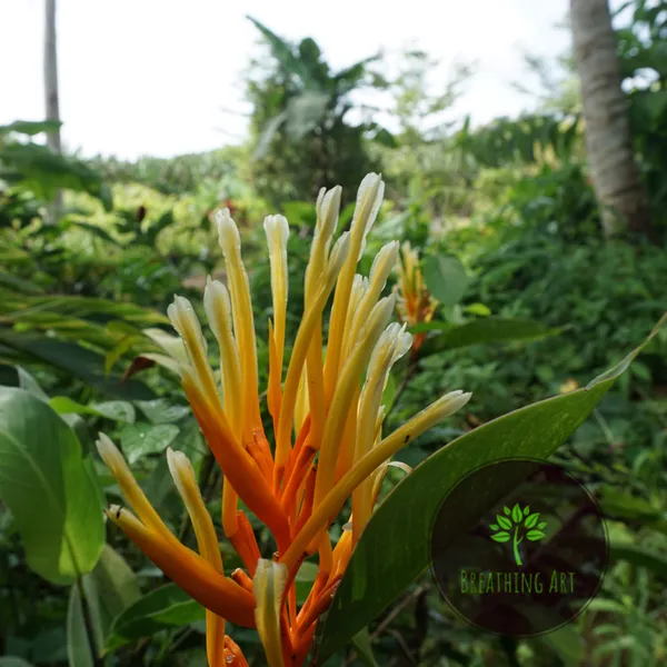 Heliconia_Longiflora_Compact_Tropical_Live_Plant