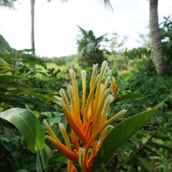 Heliconia_Longiflora_Compact_Tropical_Live_Plant