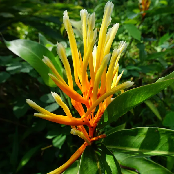 Heliconia_Longiflora_Compact_Tropical_Live_Plant