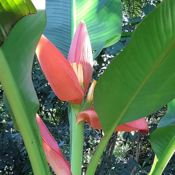Musa_Ornata_Orange_Ornamental_Banana_Live_Plant