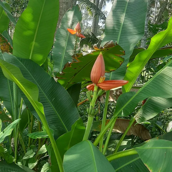 Musa_Ornata_Orange_Ornamental_Banana_Live_Plant