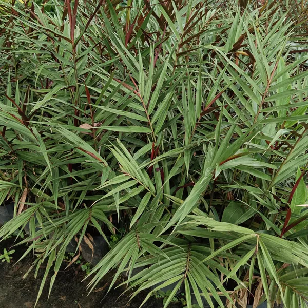 Alpinia_Luteocarpa_Red_Rubin_Ornamental_Ginger_Live_Plant