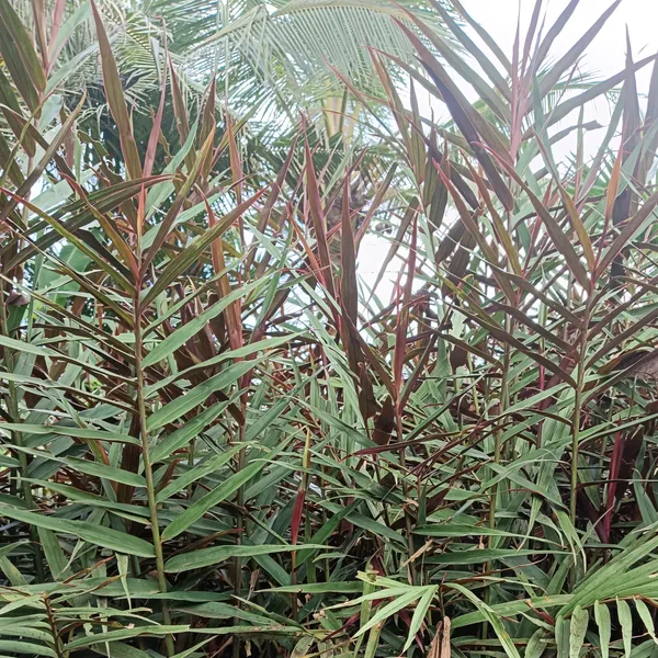 Alpinia_Luteocarpa_Red_Rubin_Ornamental_Ginger_Live_Plant