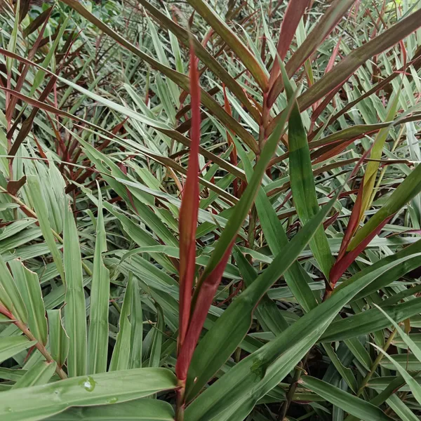 Alpinia_Luteocarpa_Red_Rubin_Ornamental_Ginger_Live_Plant