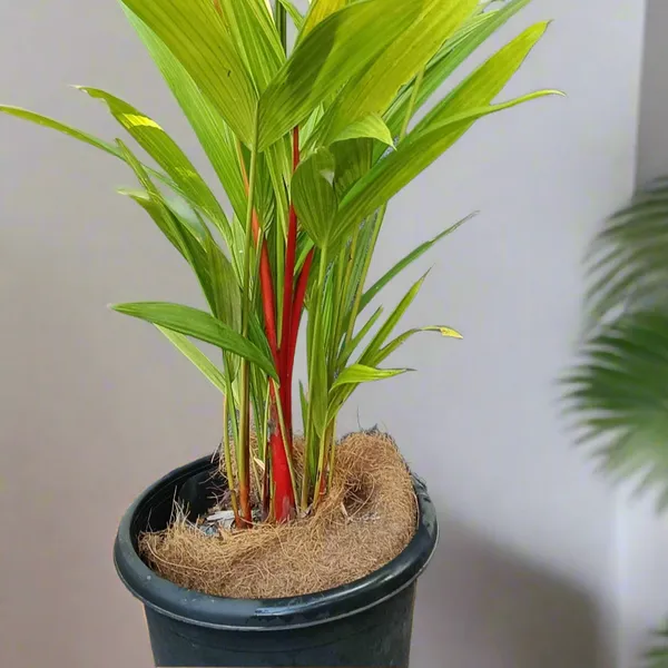 Cyrtostachys_Renda_Lipstick_Palm_Red_Crown_Live_Plant