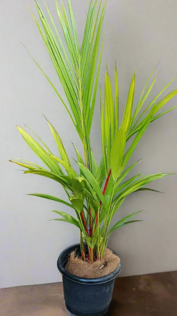 Cyrtostachys_Renda_Lipstick_Palm_Red_Crown_Live_Plant