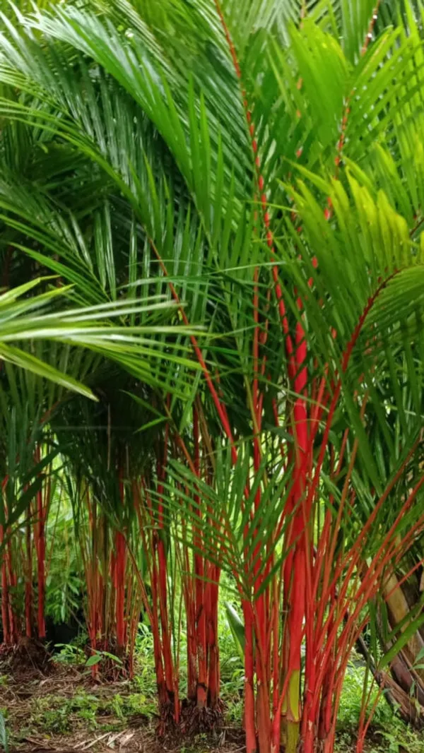 Cyrtostachys_Renda_Lipstick_Palm_Red_Crown_Live_Plant