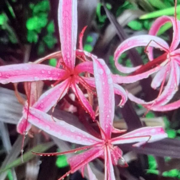 Crinum_Menehune_Red_Bog_Lily_Burgundy_Foliage_Live_Plant