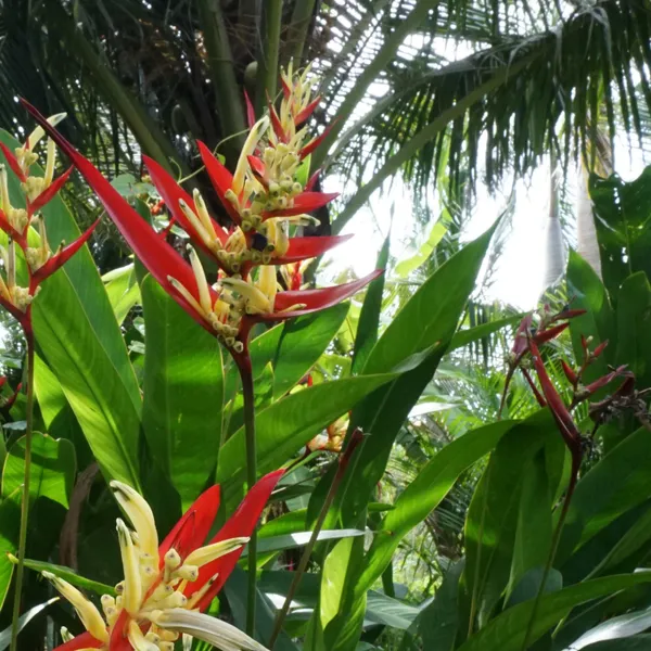 Heliconia_Lady_Di_Red_Bract_Tropical_Live_Plant
