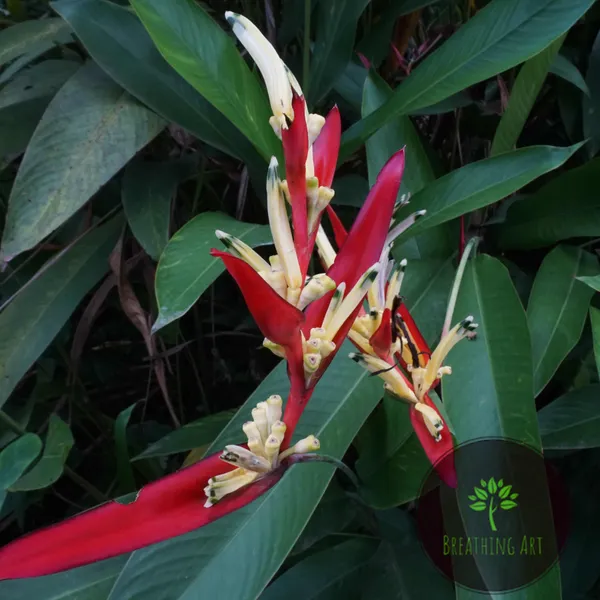 Heliconia_Lady_Di_Red_Bract_Tropical_Live_Plant