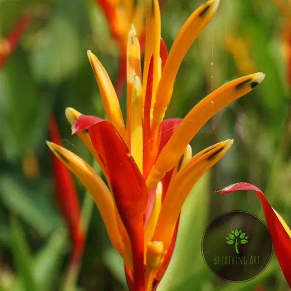 Heliconia_St_Vincent_Red_Tropical_Live_Plant