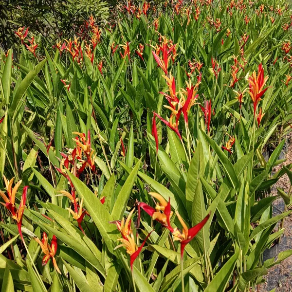 Heliconia_St_Vincent_Red_Tropical_Live_Plant