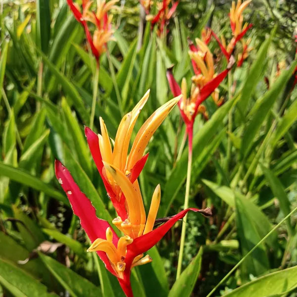 Heliconia_St_Vincent_Red_Tropical_Live_Plant