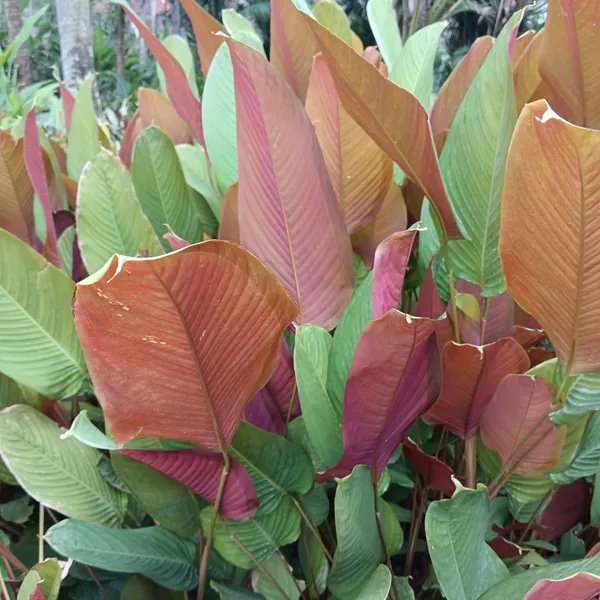 Marantochloa_Mannii_Bronze-Green_Tropical_Foliage_Live_Plant